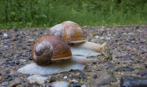 Check your website speed !