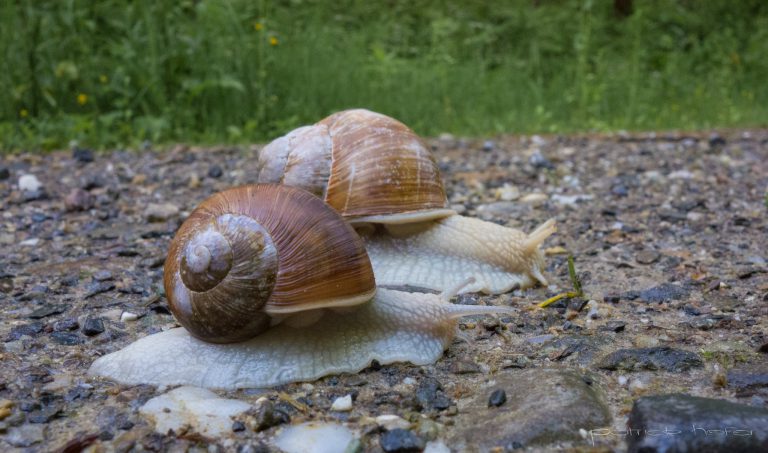 How to check my website speed ?